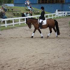 Anden særlig race Daniella - Himmelhest 21.nov. 2012