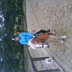 Haflinger Balder Gl. Halvpart