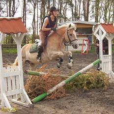 Haflinger Balder Gl. Halvpart
