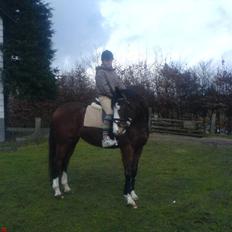 Dansk Varmblod bachus *Solgt*