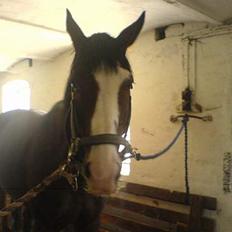 Dansk Varmblod bachus *Solgt*