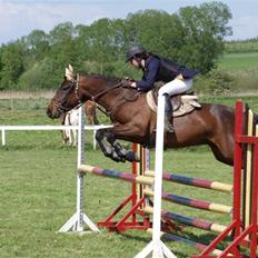 Connemara Pegasus solgt