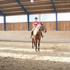 Dansk Varmblod Macon