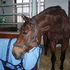 Dansk Varmblod Macon