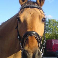 Anden særlig race *HIMMELHEST* elevhest Laban!