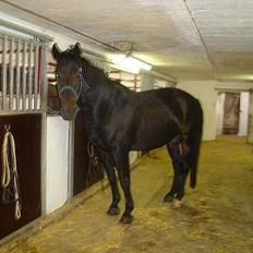 Oldenborg Egelund Kaifas R.I.P 