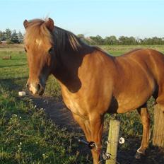 Islænder Fengur fra Søvang