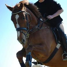 Knabstrupper Max Bounty *solgt*