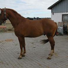 Knabstrupper Max Bounty *solgt*