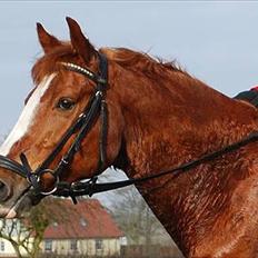 Anden særlig race Tarzan