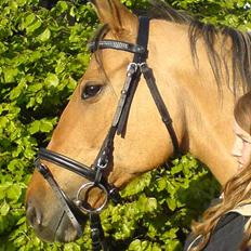 Anden særlig race *HIMMELHEST* elevhest Laban!