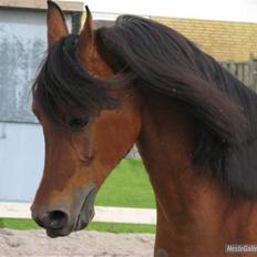 Arabisk fuldblod (OX) Bopart 