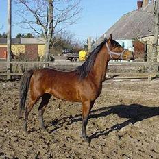 Arabisk fuldblod (OX) Bopart 