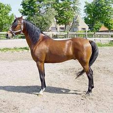 Arabisk fuldblod (OX) Bopart 