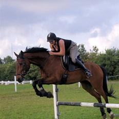 Knabstrupper Robin Surprise