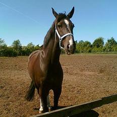 Oldenborg Katcha