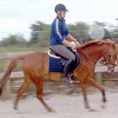 Palomino Stargolds Kalina (Død)