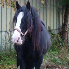 Irish Cob Barbie R.I.B