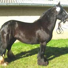 Irish Cob Barbie R.I.B