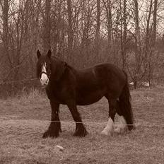 Irish Cob Barbie R.I.B