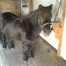 Shetlænder Sille SOLGT 