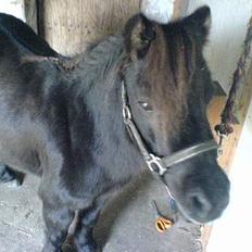 Shetlænder Sille SOLGT 