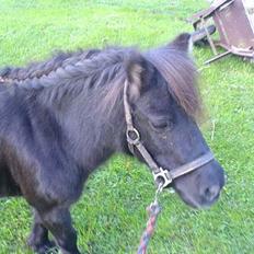 Shetlænder Sille SOLGT 