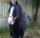 Irish Cob Barbie R.I.B