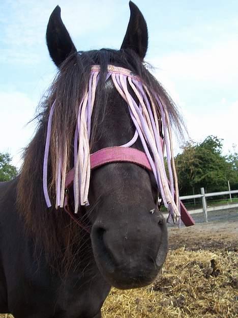 Anden særlig race Triumph  - The Pink Lady <3  billede 5