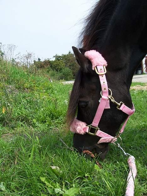 Anden særlig race Triumph  - The Pink Lady igen ;D billede 7