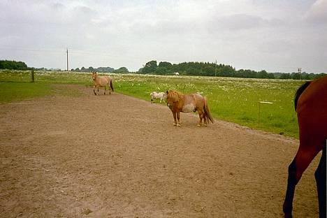 Shetlænder Obelix "efterlysning" - velkommen til min profil billede 1