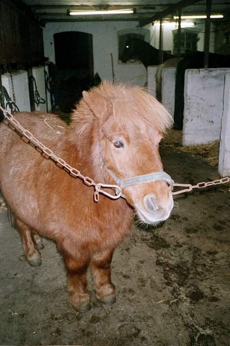 Shetlænder Obelix "efterlysning" - her er jeg den sidste gang jeg stod i dennne stald billede 2