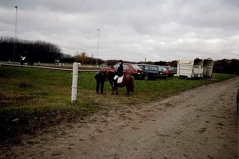 Shetlænder Obelix "efterlysning" - til stævne billede 6