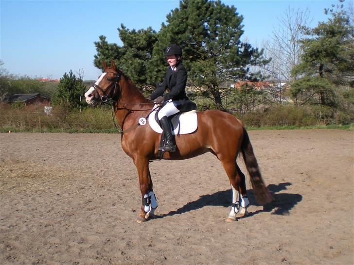 Dansk Varmblod Sophia *RIP* - Wauw en lækker hest er vist lige redet forbi ;) billede 12