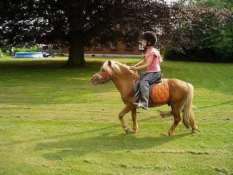 Shetlænder Laban - Liv, der endelig kom op at ride på Laban ;) billede 11