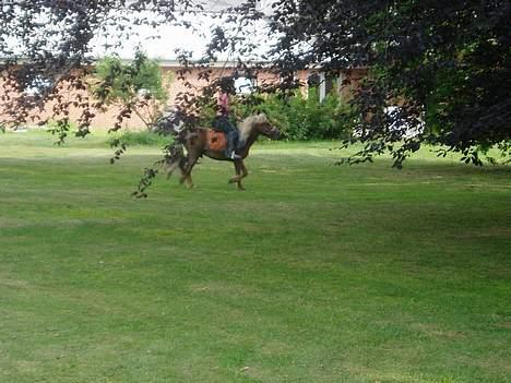 Shetlænder Laban - Liv og Laban i haven billede 12