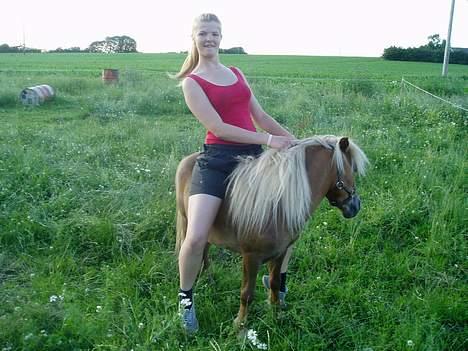 Shetlænder Laban - Jeg kan også ride ham... Men jeg rører bare jorden på begge sider... billede 13