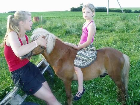 Shetlænder Laban - Min lille kællemus :o) billede 14