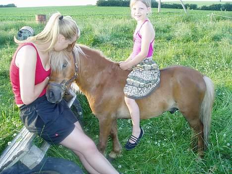 Shetlænder Laban - .oO(Mit livs kærlighed...) billede 15