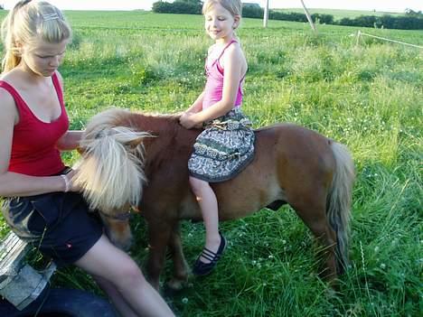 Shetlænder Laban - .oO(Aarh, det kløer lige på næsen!) billede 16