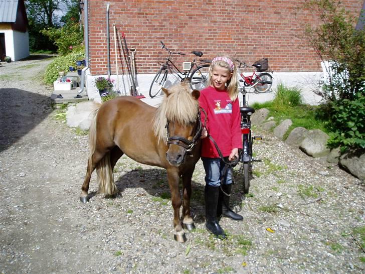 Shetlænder Laban - Liv og Laban igen billede 17