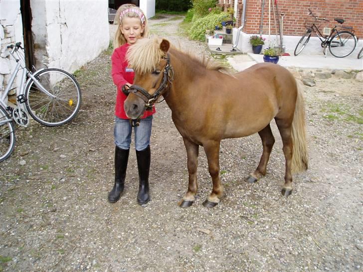 Shetlænder Laban - Liv og Laban igen igen. billede 18