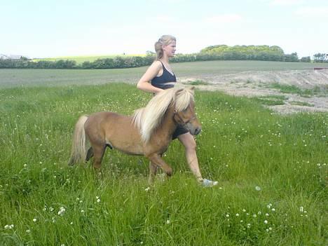 Shetlænder Laban - Laban og jeg... En meget ivrig HINGST, der liige fik øje på en hoppe. billede 19