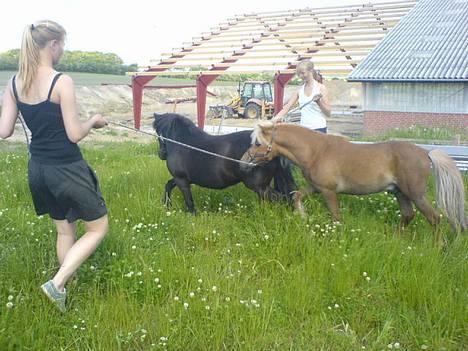 Shetlænder Laban - Hingsten på arbejde... Hoppen var ikke så vild med det på tidspunktet, hvilket resulterede i at Laban fik et spark... billede 20