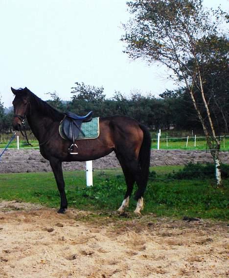 Dansk Varmblod Chestnut billede 6