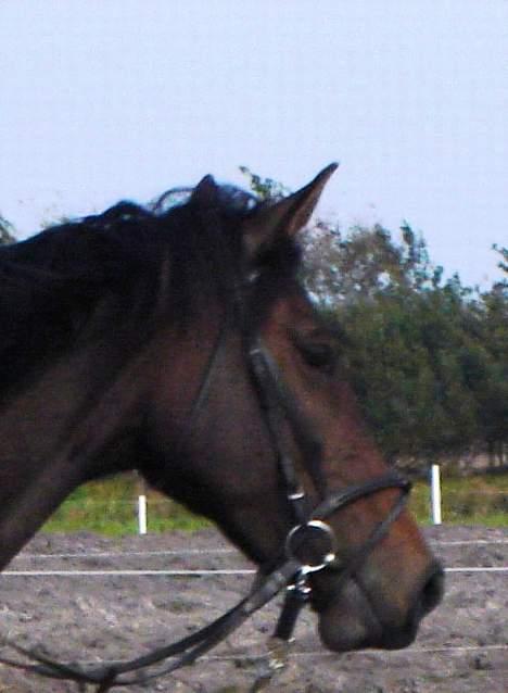 Dansk Varmblod Chestnut billede 7