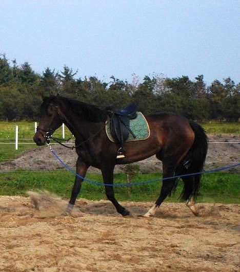 Dansk Varmblod Chestnut billede 8