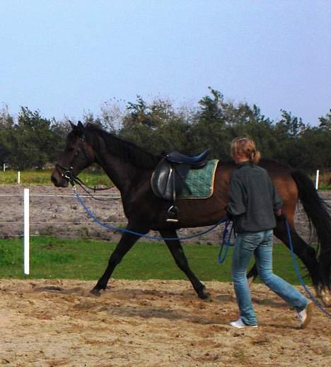 Dansk Varmblod Chestnut billede 9