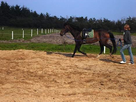 Dansk Varmblod Chestnut billede 10