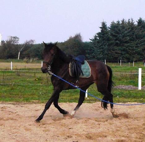 Dansk Varmblod Chestnut billede 11